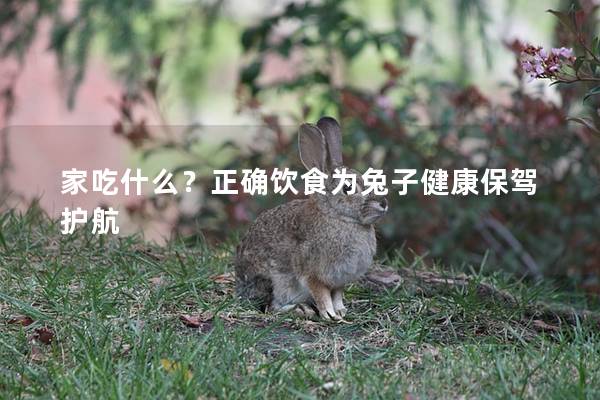 家吃什么？正确饮食为兔子健康保驾护航