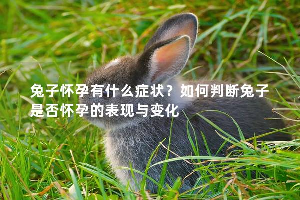 兔子怀孕有什么症状？如何判断兔子是否怀孕的表现与变化