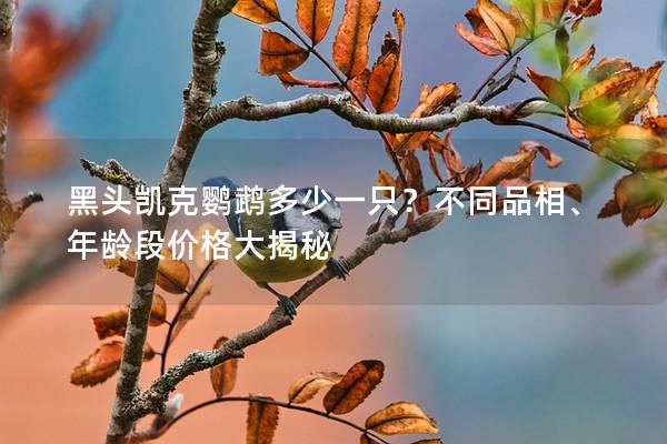 黑头凯克鹦鹉多少一只？不同品相、年龄段价格大揭秘