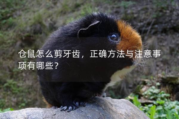 仓鼠怎么剪牙齿，正确方法与注意事项有哪些？