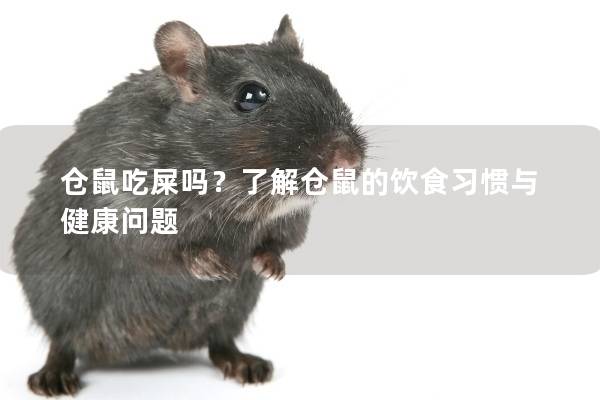 仓鼠吃屎吗？了解仓鼠的饮食习惯与健康问题