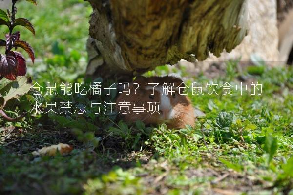 仓鼠能吃橘子吗？了解仓鼠饮食中的水果禁忌与注意事项
