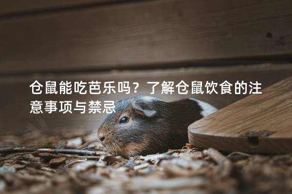 仓鼠能吃芭乐吗？了解仓鼠饮食的注意事项与禁忌