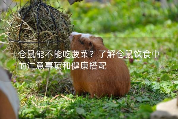 仓鼠能不能吃菠菜？了解仓鼠饮食中的注意事项和健康搭配