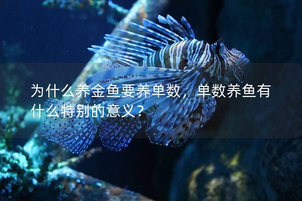 为什么养金鱼要养单数，单数养鱼有什么特别的意义？