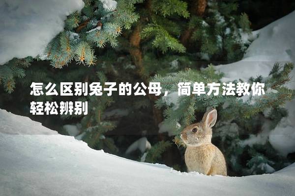 怎么区别兔子的公母，简单方法教你轻松辨别
