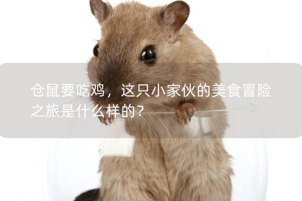 仓鼠要吃鸡，这只小家伙的美食冒险之旅是什么样的？