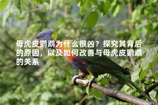 母虎皮鹦鹉为什么很凶？探究其背后的原因，以及如何改善与母虎皮鹦鹉的关系