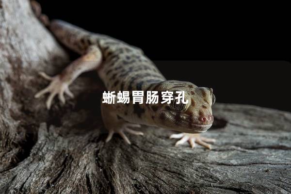 蜥蜴胃肠穿孔