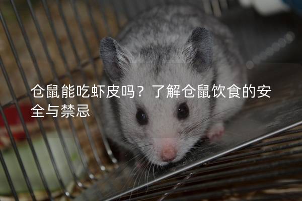 仓鼠能吃虾皮吗？了解仓鼠饮食的安全与禁忌