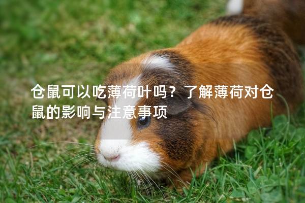 仓鼠可以吃薄荷叶吗？了解薄荷对仓鼠的影响与注意事项