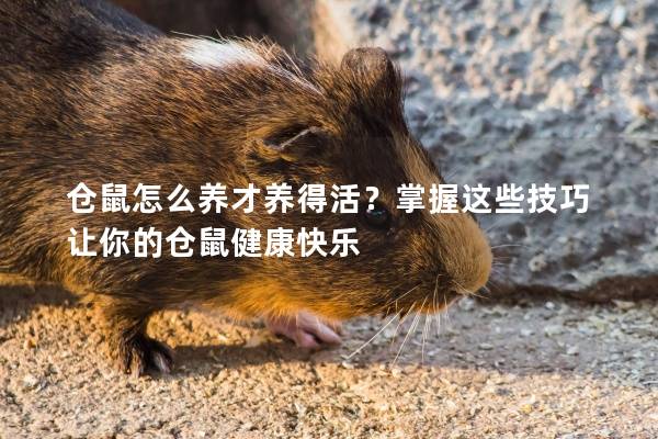 仓鼠怎么养才养得活？掌握这些技巧让你的仓鼠健康快乐