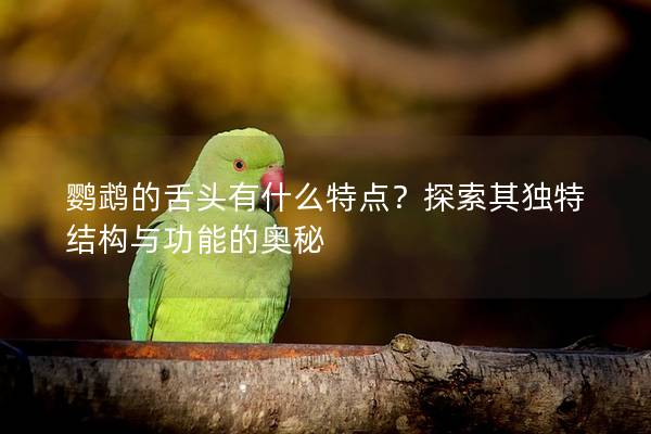 鹦鹉的舌头有什么特点？探索其独特结构与功能的奥秘