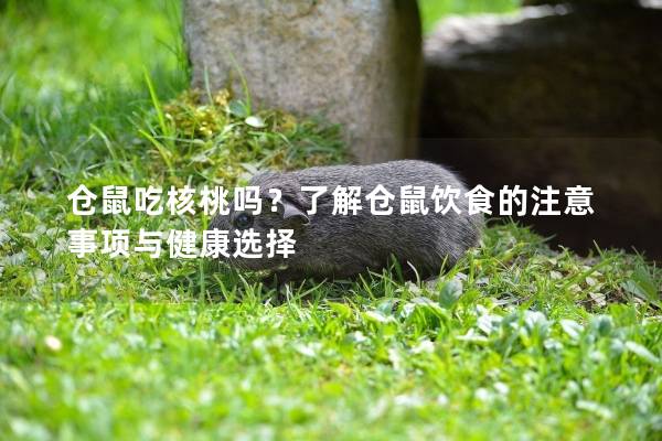 仓鼠吃核桃吗？了解仓鼠饮食的注意事项与健康选择