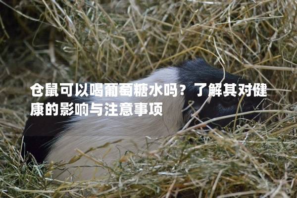 仓鼠可以喝葡萄糖水吗？了解其对健康的影响与注意事项