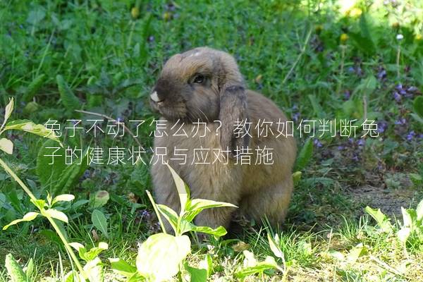 兔子不动了怎么办？教你如何判断兔子的健康状况与应对措施