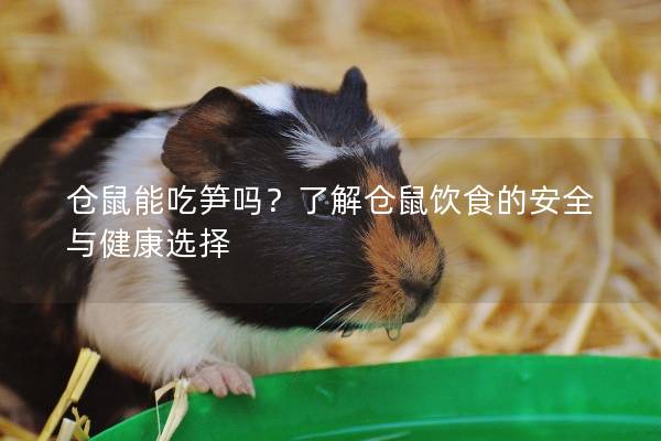 仓鼠能吃笋吗？了解仓鼠饮食的安全与健康选择