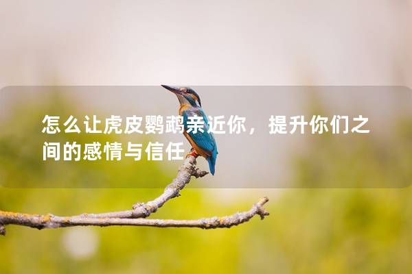 怎么让虎皮鹦鹉亲近你，提升你们之间的感情与信任