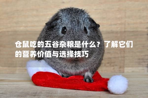 仓鼠吃的五谷杂粮是什么？了解它们的营养价值与选择技巧