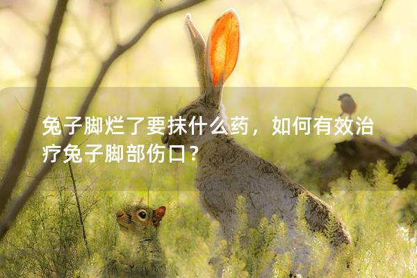 兔子脚烂了要抹什么药，如何有效治疗兔子脚部伤口？