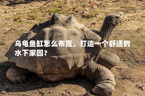 乌龟鱼缸怎么布置，打造一个舒适的水下家园？