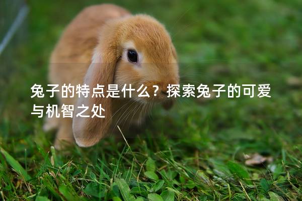 兔子的特点是什么？探索兔子的可爱与机智之处