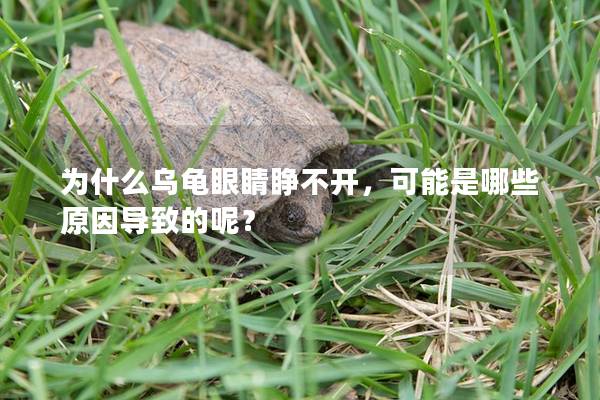 为什么乌龟眼睛睁不开，可能是哪些原因导致的呢？