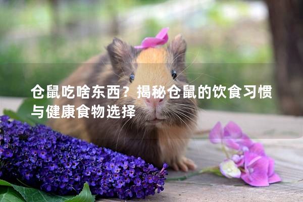 仓鼠吃啥东西？揭秘仓鼠的饮食习惯与健康食物选择