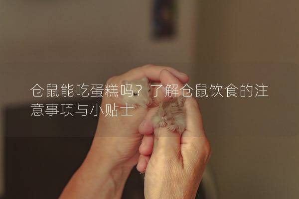 仓鼠能吃蛋糕吗？了解仓鼠饮食的注意事项与小贴士