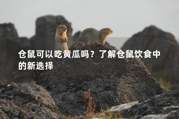 仓鼠可以吃黄瓜吗？了解仓鼠饮食中的新选择