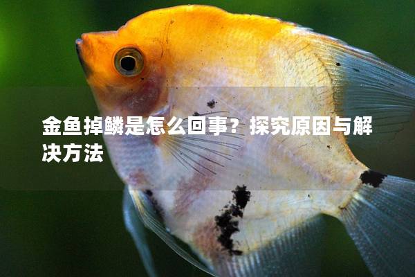 金鱼掉鳞是怎么回事？探究原因与解决方法