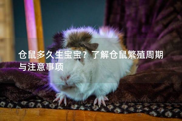 仓鼠多久生宝宝？了解仓鼠繁殖周期与注意事项