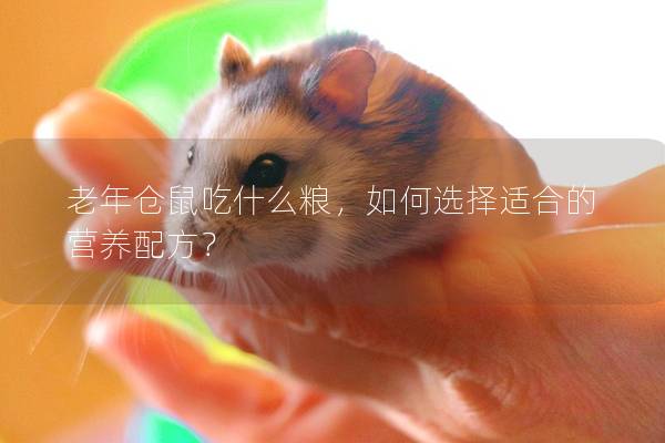 老年仓鼠吃什么粮，如何选择适合的营养配方？