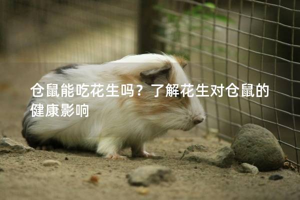 仓鼠能吃花生吗？了解花生对仓鼠的健康影响