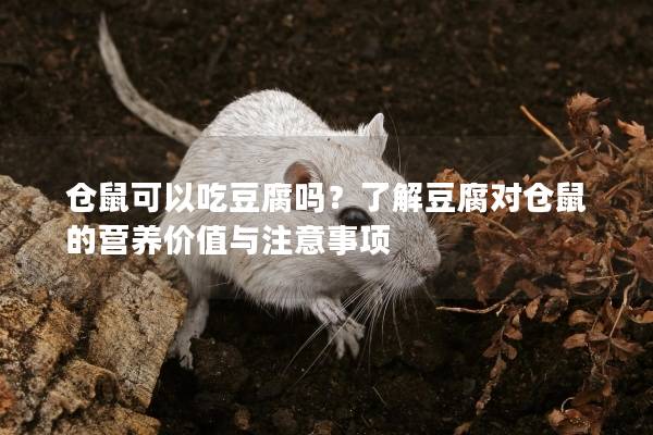 仓鼠可以吃豆腐吗？了解豆腐对仓鼠的营养价值与注意事项