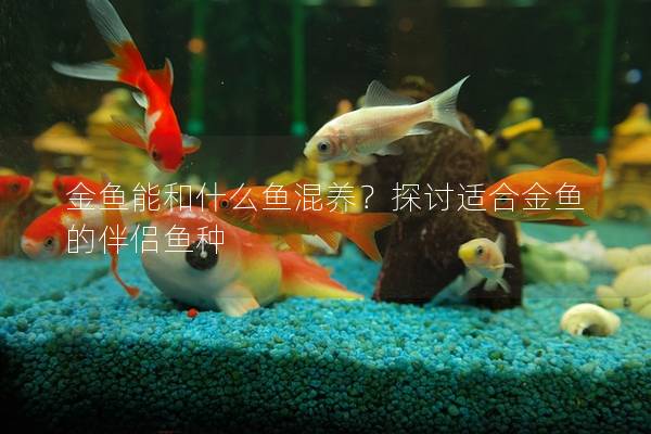 金鱼能和什么鱼混养？探讨适合金鱼的伴侣鱼种
