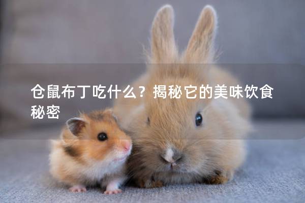 仓鼠布丁吃什么？揭秘它的美味饮食秘密