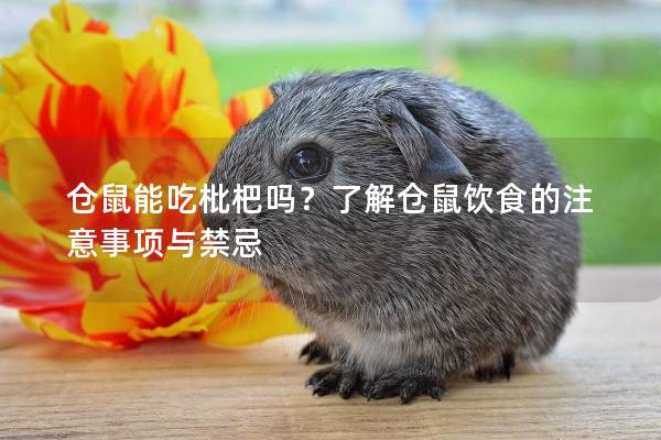 仓鼠能吃枇杷吗？了解仓鼠饮食的注意事项与禁忌