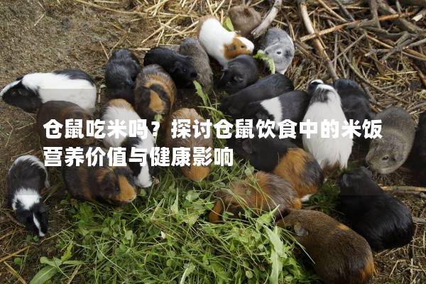 仓鼠吃米吗？探讨仓鼠饮食中的米饭营养价值与健康影响