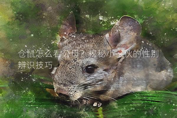 仓鼠怎么看公母？揭秘小家伙的性别辨识技巧