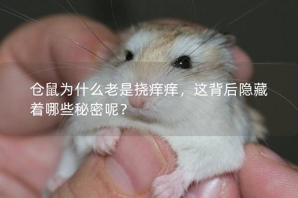 仓鼠为什么老是挠痒痒，这背后隐藏着哪些秘密呢？