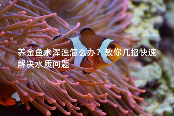 养金鱼水浑浊怎么办？教你几招快速解决水质问题