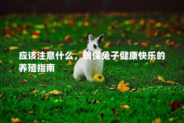 应该注意什么，确保兔子健康快乐的养殖指南