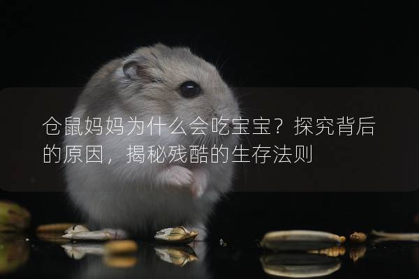 仓鼠妈妈为什么会吃宝宝？探究背后的原因，揭秘残酷的生存法则