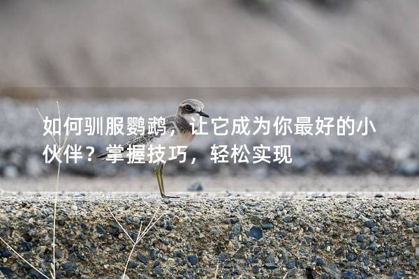 如何驯服鹦鹉，让它成为你最好的小伙伴？掌握技巧，轻松实现