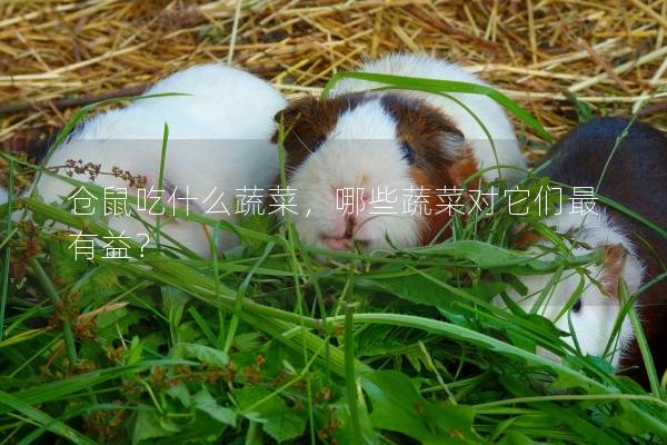 仓鼠吃什么蔬菜，哪些蔬菜对它们最有益？