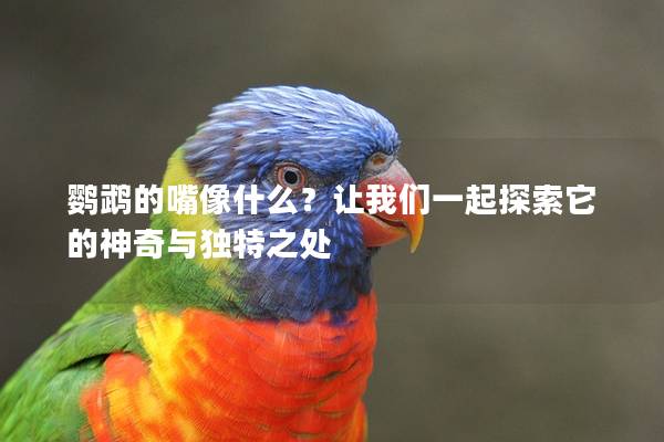 鹦鹉的嘴像什么？让我们一起探索它的神奇与独特之处