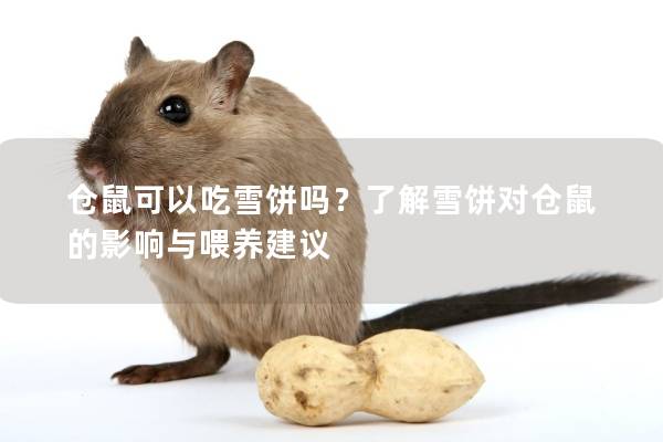 仓鼠可以吃雪饼吗？了解雪饼对仓鼠的影响与喂养建议