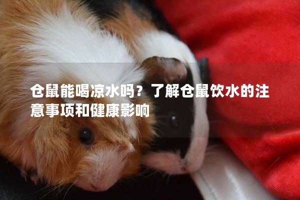 仓鼠能喝凉水吗？了解仓鼠饮水的注意事项和健康影响