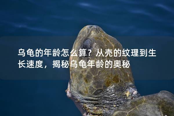 乌龟的年龄怎么算？从壳的纹理到生长速度，揭秘乌龟年龄的奥秘